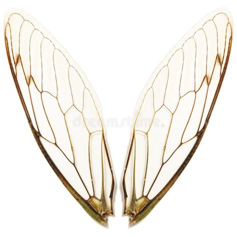 Butterfly Structure, Cicada Wings, All White Background, Bee Wings, Beetle Wings, Moth Wings, Insect Wings, Wing Wall, Wings Drawing