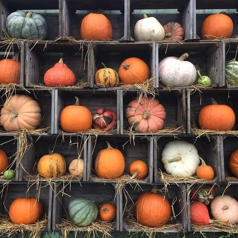 Fall Festival Booth, Pumpkin Blaze, Autumn Market, Pumpkin Patch Corn Maze, Pumpkin Patch Photoshoot, Harvest Market, Pumpkin Stands, Pumpkin Wall, Pumpkin Display