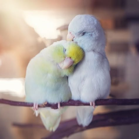 20+ Animal Couples That Look As Moving As Your Wedding Photographs Bird Pictures, Cute Animal Photos, Cute Animal Pictures, Cute Birds, Cute Kittens, Bird Photography, Sweet Animals, Animal Photo, Cute Little Animals