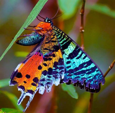 Butterfly World, Sunset Moth, Pretty Snakes, Insect Tattoo, Beautiful Butterfly Photography, Moon Moth, Butterfly Species, Moth Art, Cool Bugs