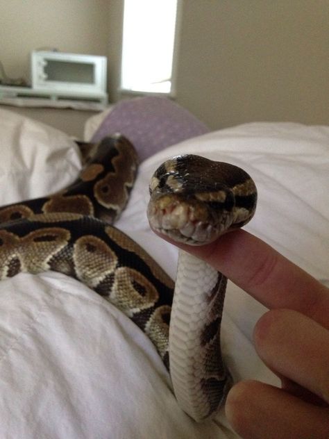 Snakes Pet, Snake Pets, Cute Animal Pfp, Ball Python Snake, Animal Pfp, Snake Pet, Pet Aesthetic, Snake Terrarium, Pet Snakes