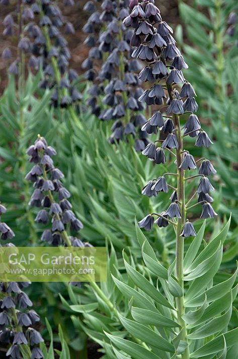 Fritillaria persica, Persian Lily Persian Lily, Fritillaria Persica, Lily Images, Plant Photography, Garden Plants, Persian, Gap, Lily, Stock Photos