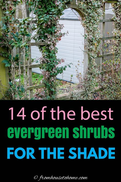 If you want your yard to look good all year round, these evergreen shrubs for shade are the best bushes to plant in your garden. Some have gorgeous flowers and others have interesting foliage. Either way, they'll make your yard look beautiful even in the winter. | Gardening Bushes For Shaded Areas, Evergreen Shrubs For Shade, Evergreen Bushes, Evergreen Landscaping, Shrubs For Shade, Evergreens For Shade, Foundation Plants, Evergreen Bush, Landscape Stairs