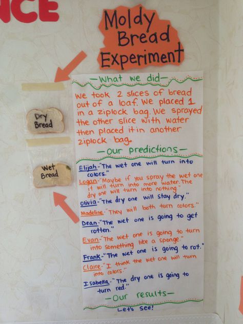 Moldy bread experiment. Children observed two pieces of bread over time to see what would happen. Bread Science Experiment, Mold Bread Experiment, Preschool Bread Unit Activities, Bread Unit Preschool, Moldy Bread Experiment, Creative Curriculum Bread Study Preschoolers, Bread Preschool Activities, Bread Crafts Preschool, Bread Study Activities Preschool