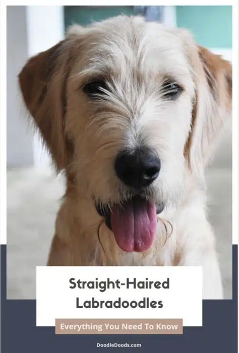 Straight Hair Labradoodle Grooming, F1 Labradoodle Haircut, F1 Labradoodle Straight Hair, Labradoodle Straight Hair, Straight Hair Labradoodle, Straight Hair Doodle Cuts, Labradoodle Hair, Labradoodle Cuts, Labradoodle Haircut Style