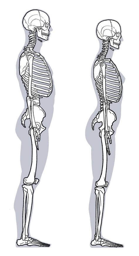 Human Skeleton Anatomy, Skeleton Body, Anatomy Bones, Skeleton Anatomy, Skeleton Drawings, Human Body Anatomy, Human Anatomy Drawing, Human Anatomy Art, Anatomy Sketches