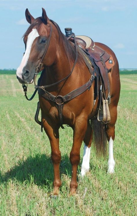 Western Riding Tack, Stock Horse, Horse Chestnut, Rodeo Horses, Paint Horse, Cowboy Horse, American Quarter Horse, Horse Aesthetic, Western Riding