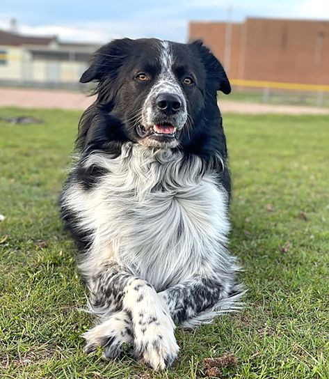 These 10 Border Collie Mixes Are the Perfect Blend of Beauty and Brains Border Collie Cocker Spaniel Mix Dogs, Great Pyrenees Border Collie Mix Puppy, Border Collie Lab Mix Dogs, Border Collie Aussie Mix Puppies, Border Collie Photography, Collie Aesthetic, Border Collie Poodle Mix, Golden Retriever Mix Border Collie, Collie Photography