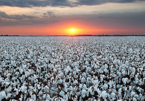 Earnest Cotton Farm | LARGER VIEW | Matthew Howard | Flickr Cotton Farm, Field At Sunset, Cotton Painting, Cotton Fields, Agriculture Farming, Farm Photo, Farmhouse Art, Frames For Canvas Paintings, Affordable Wall Art