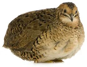 Raising Japanese Quail | The Poultry Site Japanese Quail, Coturnix Quail, Raising Quail, Chicken Images, Poultry Supplies, Chicken Bird, Quails, Egg Production, Hatching Eggs