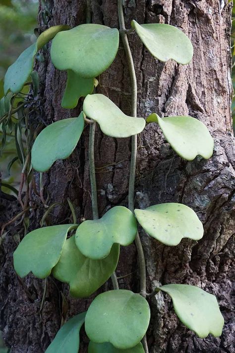 Sweetheart hoya is a tropical vining plant with heart shaped leaves and fragrant flowers. It adapts easily to growing indoors and can survive for many years given the right care. Learn how to grow sweetheart hoya now on Gardener's Path. #hoya #gardenerspath Hoya On Trellis, Heart Hoya Plant, Hoya Kerrii Plant, Heart Shaped Hoya Plant, Hoya Kerrii, Hoya Caudata, Lithops Succulents, Hoya Wayetii, Plant Display Ideas