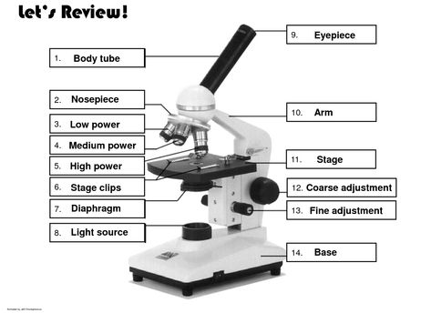 The Compound Microscope Worksheets Microscope Worksheet, Human Anatomy Notes, Parts Of A Microscope, Test Notes, Microscope Activity, Anatomy And Physiology Book, Biology Lesson Plans, Microbiology Study, Light Microscope