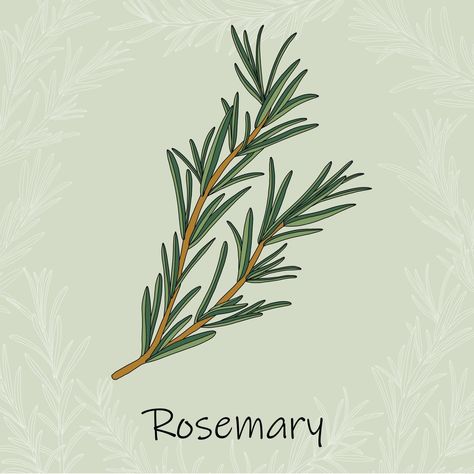 Doodle freehand sketch drawing of rosemary. Rosemary Sprig Drawing, Rosemary Drawing Simple, Rosemary Plant Drawing, Rosemary Doodle, Rosemary Sketch, Rosemary Painting, Herb Sketches, Rosemary Drawing, Rosemary Illustration