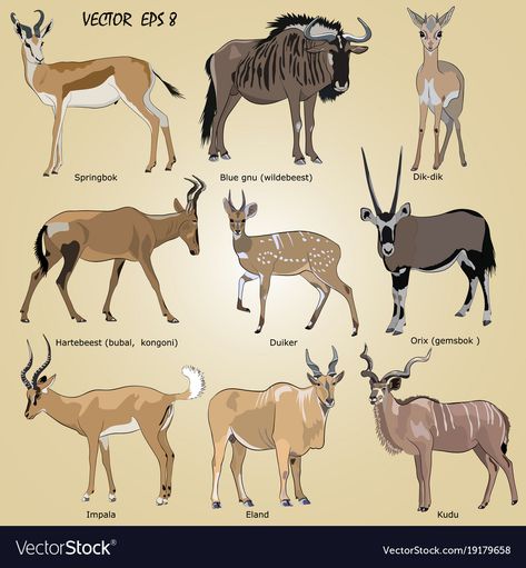 Kudu Illustration, Antelope Illustration, Dik Dik Antelope, African Impala, Impala Antelope, Blue Wildebeest, Animal Infographic, African Antelope, Bird Breeds