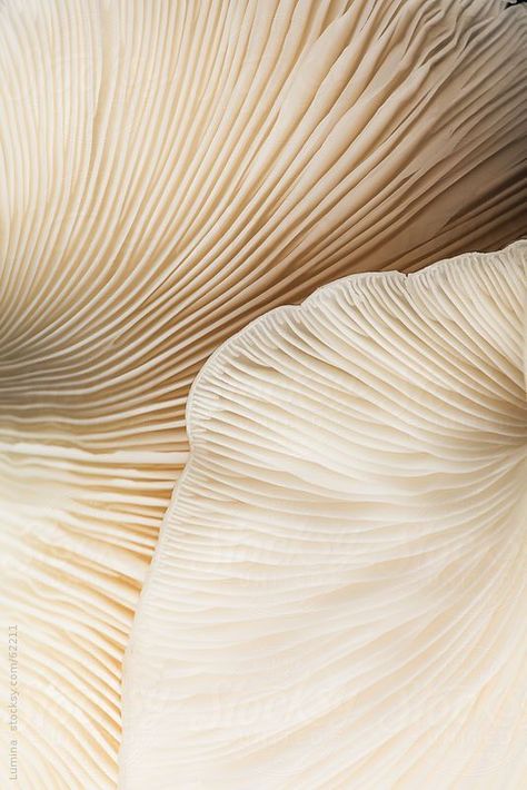 Beige Mushroom Aesthetic, Minimalist Nature Aesthetic, Beige Aesthetic Texture, Nature Abstract Photography, Fashion Background Aesthetic, Minimalist Nature Photography, Beige Nature Aesthetic, Neutral Background Aesthetic, Mushroom Interior Design