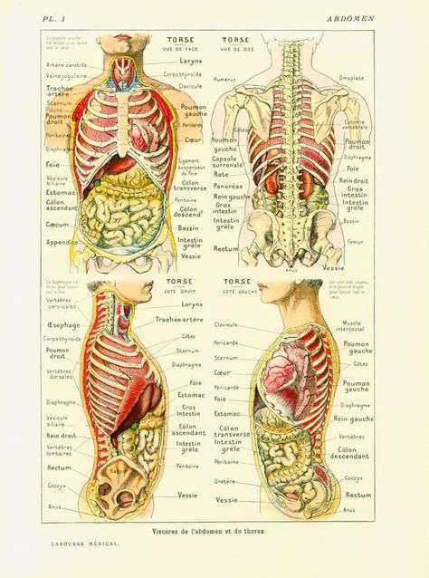 1912 Anatomy Human Body Internal Organs Intestine Liver Kidnet Guts Encyclopedia Larousse medical French Vintage 80 YEARS OLD | Human body organs Human anatomy chart Human body Human Anatomy Chart, Torso Anatomy, Sistem Saraf, Human Body Organs, Body Diagram, Human Organ, Human Body Anatomy, Medical School Studying, Muscle Anatomy