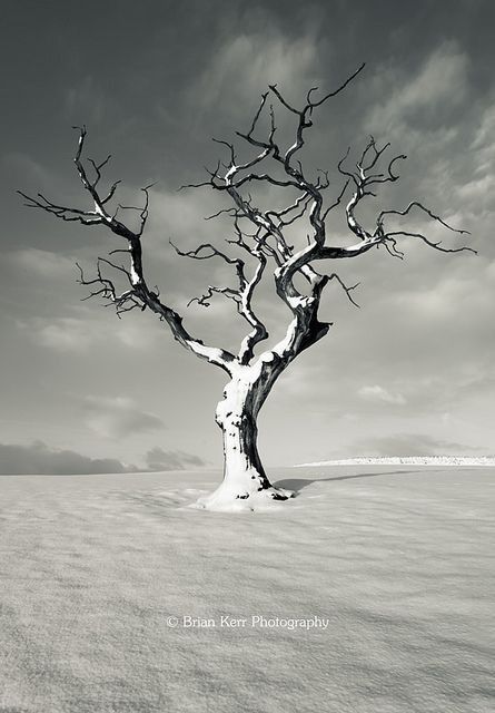 Lone Tree Photography, Winter Tree Drawing, Landscape References, Tree In Winter, Desert Trees, Tree Paintings, Winter Wishes, Lone Tree, Bare Tree