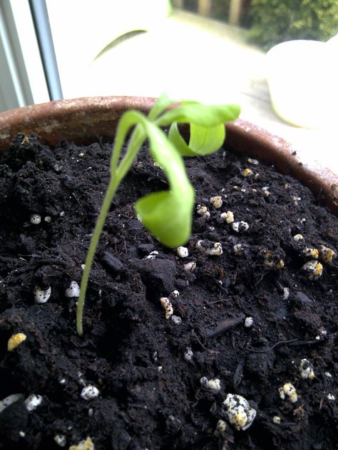 vegetables - Why are my eggplant seedlings not thriving? - Gardening & Landscaping Stack Exchange Tomato Seedlings, Gardening Landscaping, Edible Garden, Potting Soil, Eggplant, Garden Landscaping, Soil, 6 Inches, Landscaping