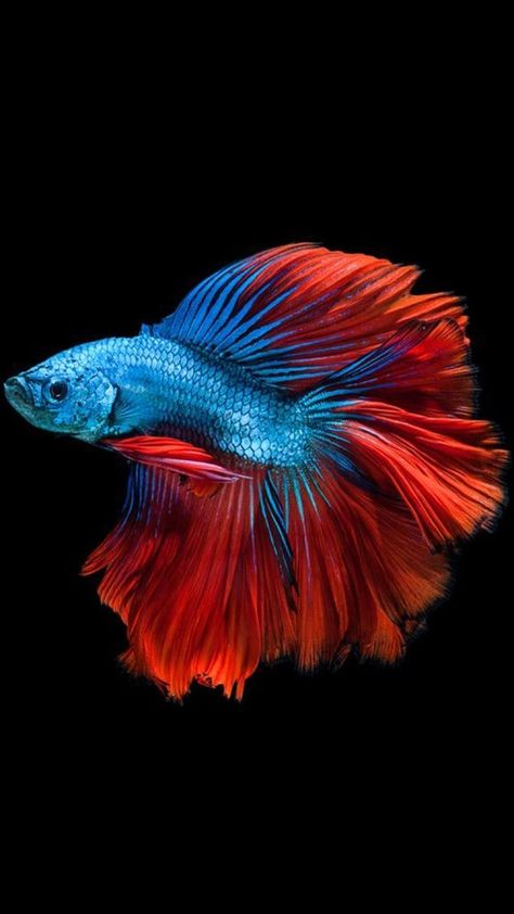 Apple iPhone 6s Wallpaper with Blue Betta Fish in White Background - HD Wallpapers | Wallpapers Download | High Resolution Wallpapers Siamese Fish, Betta Fish Types, Betta Aquarium, Pretty Fish, Beta Fish, Carpe Koi, Beautiful Sea Creatures, Fish Wallpaper, All Fish