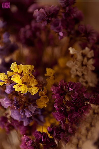 Mustard Yellow and Plum Purple Plum And Yellow Bedroom, Plum And Mustard Bedroom, Purple And Mustard Bedroom, Plum Purple Aesthetic, Plum Color Aesthetic, Yellow And Purple Aesthetic, Purple And Yellow Aesthetic, Aubergine Color Palette, Plum Color Palette