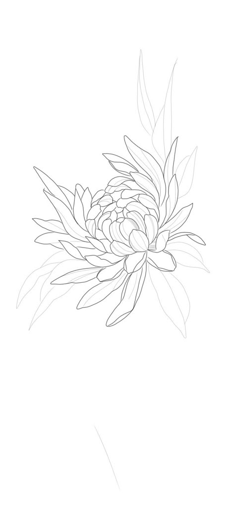 Drawing Of Chrysanthemum, Mum Flower Drawing, Chrysanthemum Tattoo Stencil, Rose Of Sharon Drawing, Spider Mum Tattoo, Chrisantem Tattoo, Floral Tattoo Sketch, Chrysanthemum Stencil, Chrysanthemums Tattoo