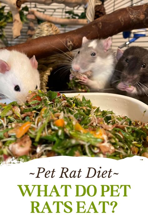 Diy Rat Food Recipes, Rats Toys Diy, Rat Habitat Ideas, Homemade Rat Food Recipes, Rat Food Recipe, Rat Care Tips, Pet Rat Cages Ideas, Rat Snacks, Homemade Rat Food