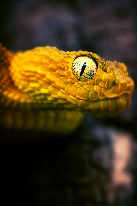 He's an attentive and considerate little viper. Bush Viper, Eyes Wide Open, Cute Snake, Reptile Snakes, Beautiful Snakes, Snake Eyes, Crocodiles, Reptiles And Amphibians, Animal Planet