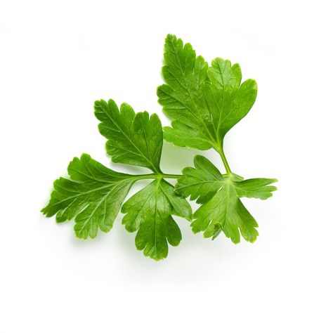 Bunch leaves parsley isolated over white... | Premium Photo #Freepik #photo #parsley #food-leaf #garnish #herbs Nature Plants, Vector Photo, Premium Photo, Parsley, 1 Million, Cilantro, Plant Leaves, White Background, Herbs