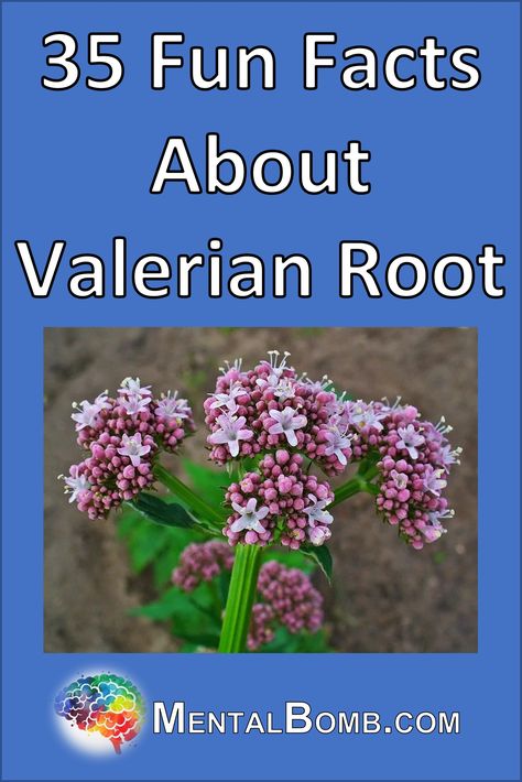 Over 35 fun facts about Valerian Root including 10 fun facts about Valerian Root especially for kids, plus more about where its from, what makes it special, benefits, and more! Valerian Root Tincture, Valerian Tea Benefits, Benefits Of Valerian Root, Valerian Root Side Effects, Survivor Diet, Valerian Benefits, Valerian Root Benefits, Valerian Root Supplement, Valerian Tea