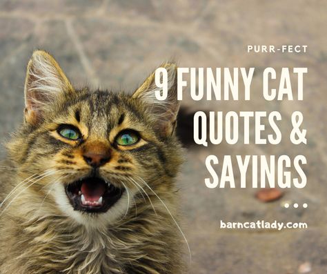 It's Friday!  You know what that means?  New post is UP!  I thought I'd be funny this week.  Check it out!  Be sure to leave for favorite funny cat quote in the comments!  https://barncatlady.com/funny-cat-quotes-and-sayings/  #barncatlady #barncats #catquotes #quotesandsayings #funnyquotes #newpost #blog Cat Sayings Quotes Hilarious, Cat Nap Quotes, Sarcastic Cat Quotes, Funny Cat Sayings Humor, Funny Cat Quotes Hilarious, Cat Sayings Quotes, Cat Quotes Instagram, Cat Person Quotes, Crazy Cat Lady Quotes