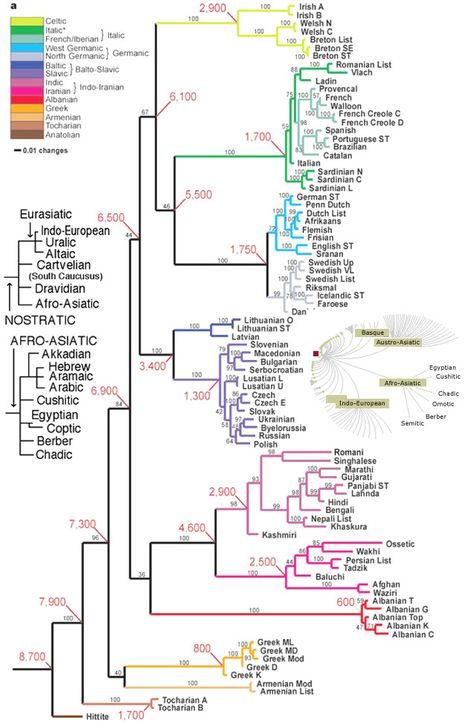 Unraveling the Tree of Life Language Family Tree, Language Tree, Indo European, Language Map, Language Families, Ancient Languages, European Languages, Foreign Language Learning, History Timeline