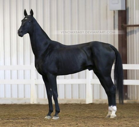 Ahal Teke, Akhal Teke Horses, Horse Anatomy, Horse Inspiration, Akhal Teke, Animal Funny, Black Horses, Most Beautiful Horses, Majestic Horse