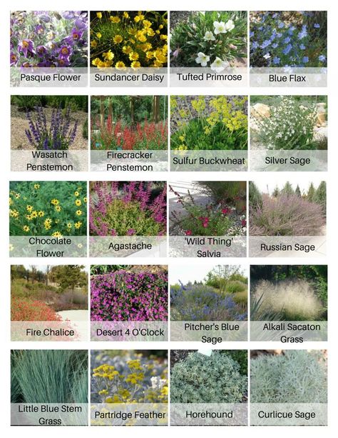 Here's a pre-designed plant palette of  mostly native Utah perennials and grasses perfect for an ultra low-water planting bed or park strip planting.  All are compatible with rock mulch and can take the heat.  Organized by bloom time (Pasque Flower blooms first) and designed to include great texture, silver foliage accents and the design is grounded by ornamental grasses.  Pick and choose your favorites or use 'em all (minus any which grow more than 2.5 feet tall in the park strip!) Xeriscape Front Yard, Low Water Landscaping, Xeriscape Landscaping, Low Water Plants, Drought Tolerant Garden, Drought Tolerant Landscape, Dry Garden, Australian Garden, Patio Plants