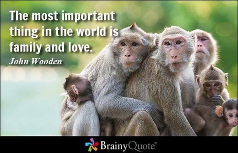 John Wooden Quotes, Monkey Pictures, Family Stock Photo, Live Animals, Monkey Business, Baby Monkey, Picture Captions, Primates, Daily Art