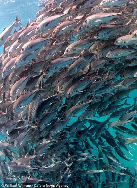 A school of fish swimming past in the Cabo Pulmo marine protected area in Baja California Fishes In The Sea, Schooling Fish, Fish School, Fish Cakes Recipe, Fish Pictures, Tattoo Wallpaper, Swimming Fish, Fish In The Sea, Life Under The Sea