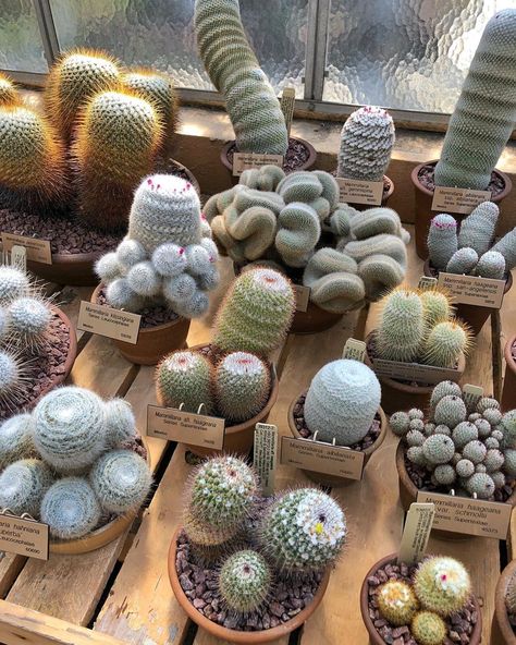 Kinds Of Cactus, Lithops Succulents, Stone Cactus, Cactus Collection, Succulent Landscape Design, The Aliens, Latin Word, Tillandsia Air Plant, Purple Plants