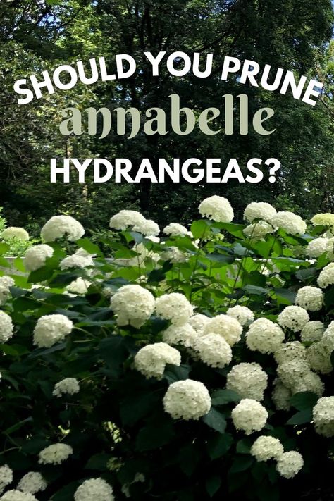 Should you prune Annabelle hydrangeas? Check out the article below for Kelly Lehman's answer Annabelle Hydrangea Care, Pruning Annabelle Hydrangea, Strong Annabelle Hydrangeas, Types Of Hydrangea Bushes, Annabella Hydrangea, Annabelle Hydrangea Companion Plants, Annabel Hydrangea, Annabelle Hydrangea Landscaping, Hydrangea Support Ideas