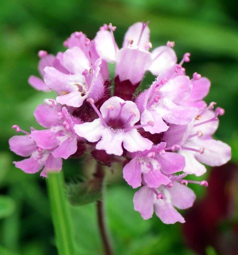 Midsummer Flowers, Thyme Flower, Kitchen Herb Garden, Wild Thyme, Flower Reference, Sources Of Vitamin A, Flower Close Up, Mill Hill, The Language Of Flowers