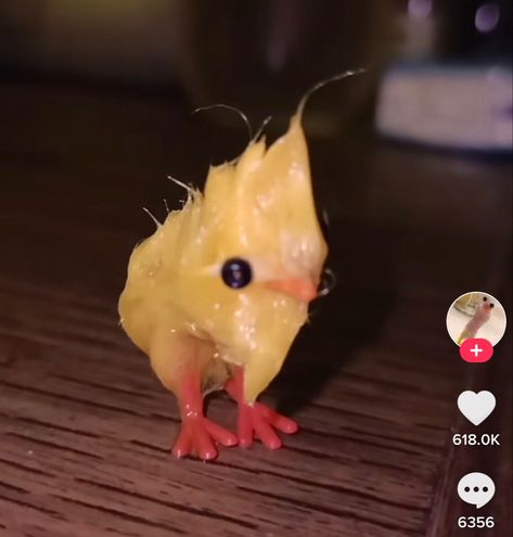 Rubber Chicken Funny, Chicken Nugget Memes Funny, Funny Chicken Memes Hilarious, Chicken Toys, Chicken Running Meme, Funny Rats, Chicken Run Memes, Crazy Funny Pictures, Chicken Humor