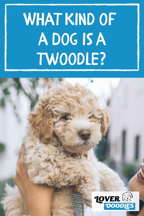 Cute Dog Mixes, Teddy Bear Dogs, Adoption Tips, Doodle Dog Breeds, Schnoodle Puppy, Schnoodle Dog, Concave Bob, Teddy Bear Puppies, Bear Puppy