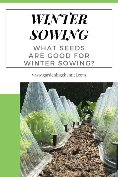 Winter Sowing Vegetables, Winter Garden Prep, Cold Weather Gardening, Winter Sowing Schedule Zone 5, Winter Sowing Seeds Zone 6, Seed Binder, Winter Sowing Seeds, Garden Prep, Winter Sowing