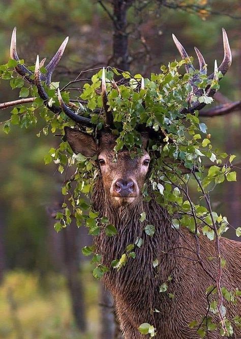 Deer With Antlers, Barn Owls, Deer Pictures, Animal Study, Staff Sergeant, Pretty Animals, November 2, Indigenous Art, Woodland Creatures