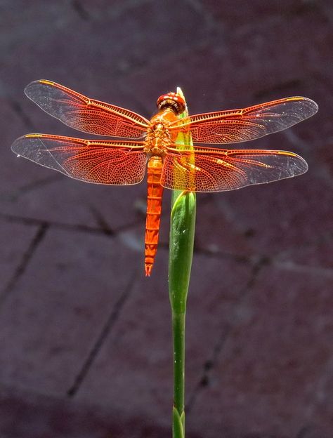 Dragonfly Symbolism, Dragonfly Artwork, Dragonfly Images, Dragonfly Photography, Dragonfly Photos, Dragon Flys, Beautiful Dragonfly, Gossamer Wings, Cool Insects