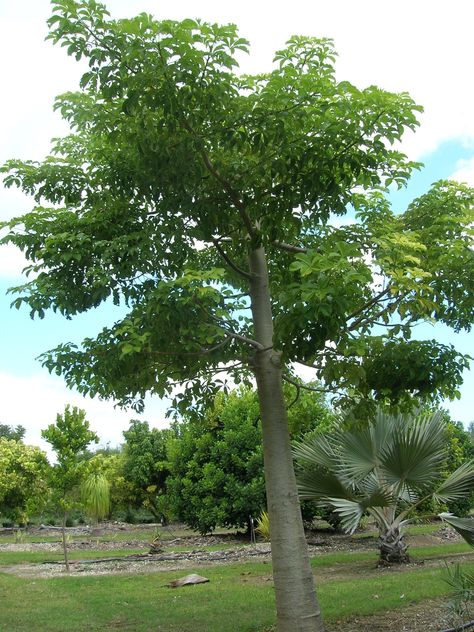 Adansonia digitata (Baobab Tree) Adansonia Digitata, Baobab Flower, Baobab Bonsai Tree, Baobab Tree Silhouette, Banyan Tree Mayakoba, Baobab Trees In Madagascar, Baobab Tree, Pretty Trees, Unique Trees