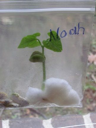 Grow a Lima bean in your window. While this is not really a craft project, it will still be something fun for the kids to do. Once the bean starts growing the kids could always paint a nice pot to plant it in.  Think I'll do this one with my cloverbuds. Growing Beans, Preschool Garden, Planting For Kids, Plants Unit, Farm Preschool, Lima Bean, Preschool Projects, Spring Preschool, Plant Science