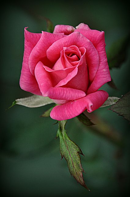 Double Pink Knockout Rose                                                                                                                                                      More Knockout Roses, Rose Pictures, Hybrid Tea Roses, Most Beautiful Flowers, Beautiful Rose Flowers, Tea Roses, Love Rose, Flower Beauty, Flowers Nature