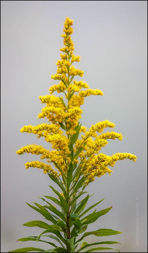 Goldenrod Flower Tattoo, Golden Rod Tattoo, Goldenrod Aesthetic, Goldenrod Watercolor, Golden Rod Flower, Canadian Goldenrod, Showy Goldenrod, Goldenrod Tattoo, Kentucky Wildflowers