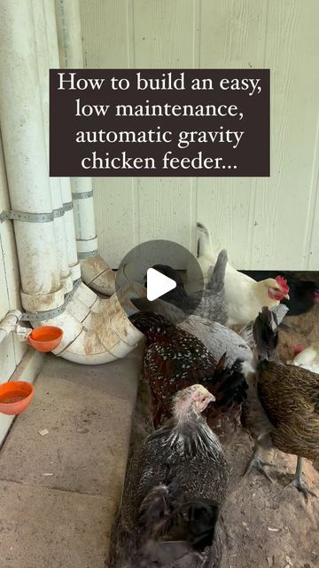 Pvc Pipe Chicken Feeder, Pvc Chicken Feeder, Chicken Feeder, Pvc Pipes, Hobby Farm, Food Out, Hobby Farms, Raising Chickens, Pvc Pipe