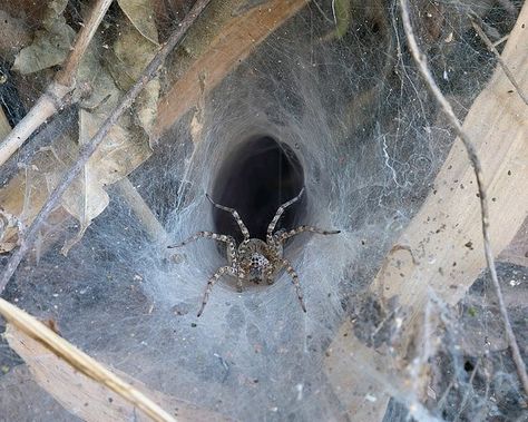 Funnel Web Spider, Web Spider, Wolf Spider, Web Inspiration, Wikimedia Commons, Spider Web, Funnel, Insects, Lawn