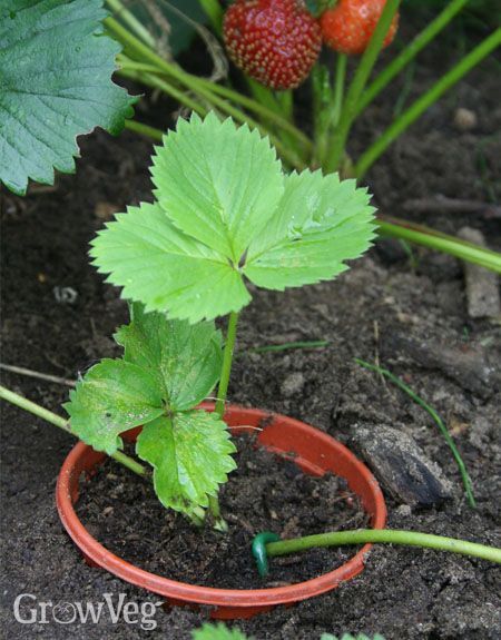 Strawberry Runners, Watering Garden, Strawberry Plant, Sunny Garden, Strawberry Seed, Strawberry Garden, Growing Strawberries, Garden Planner, Home Garden Plants